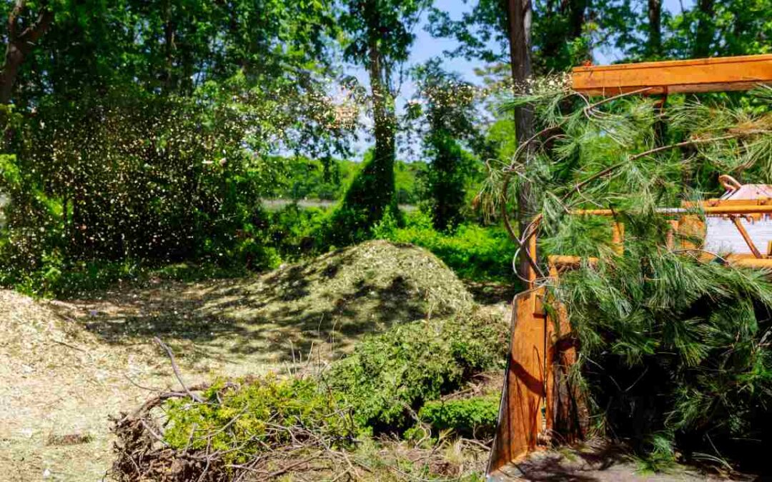 Everything You Need To Know About Forest Mulching