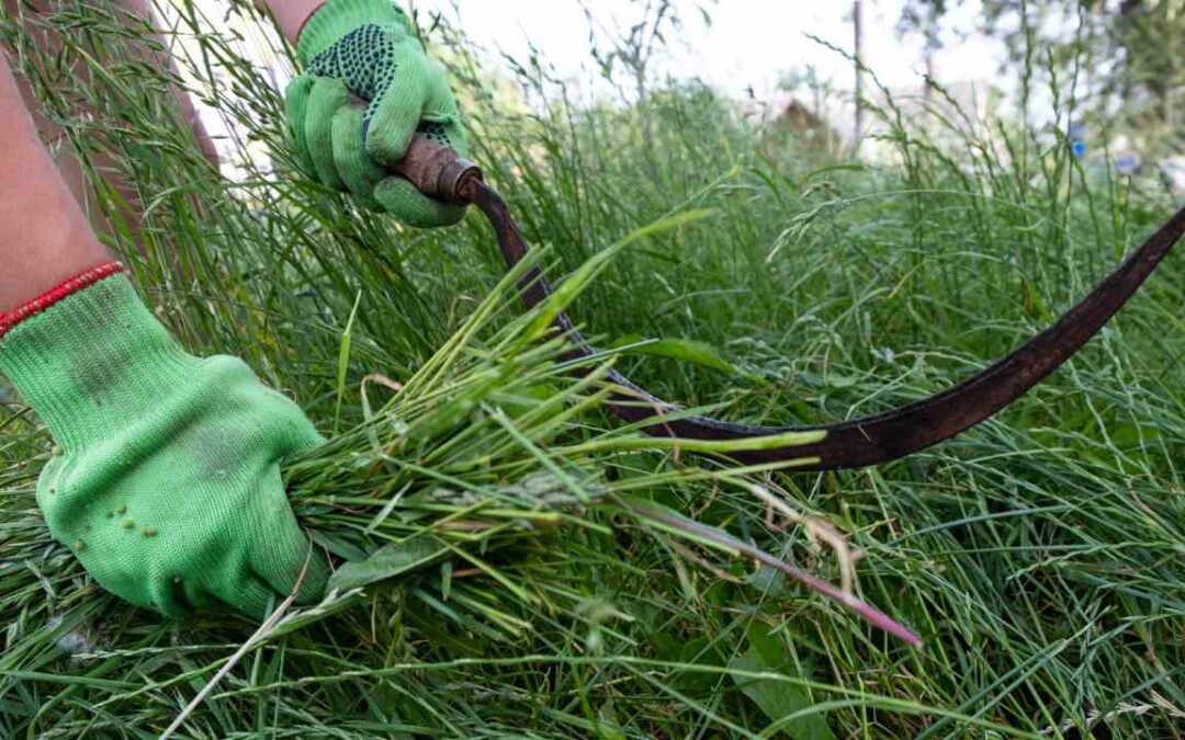 4 Tips For Cleaning And Weeding