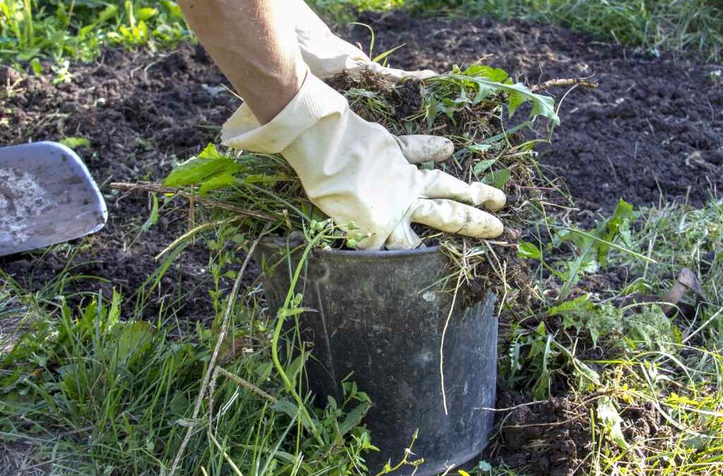 Tips for Removing Weeds